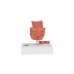model hemoroidów - 3b smart anatomy - 1000315 [k27] 3b scientific modele anatomiczne 5